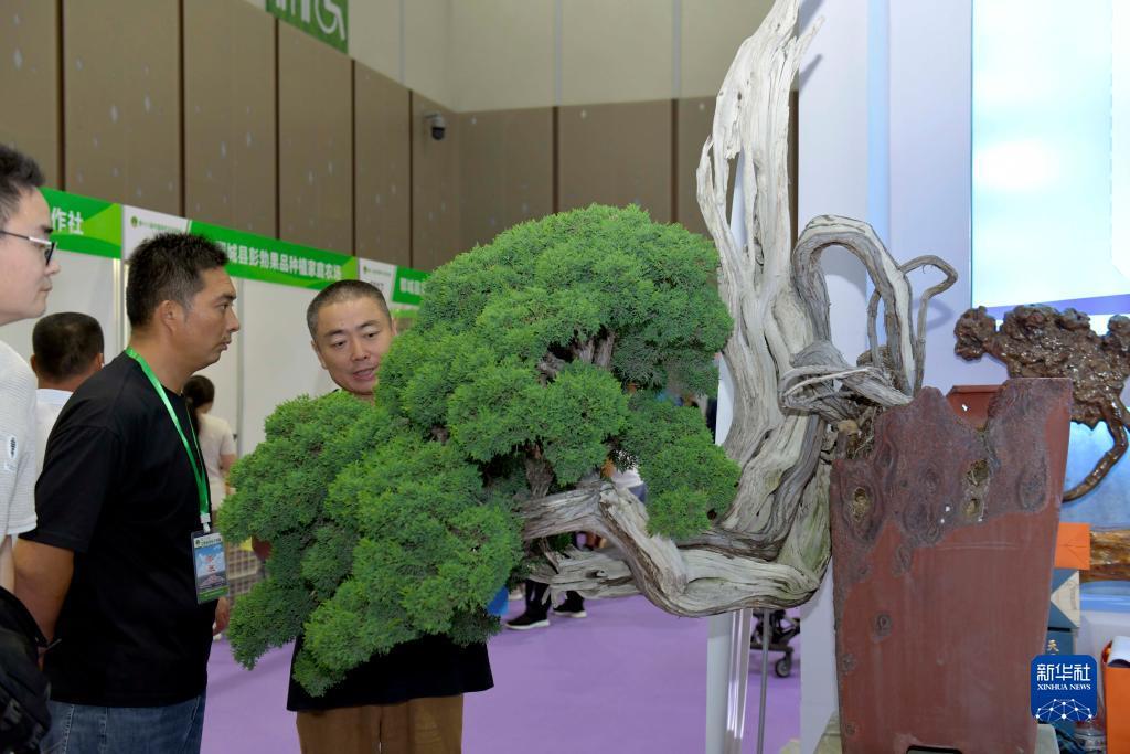 手机棋牌现金